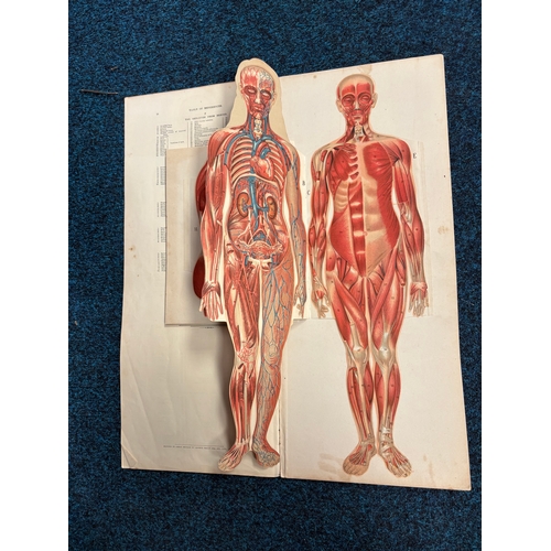 414 - A vintage anatomical chart titled 