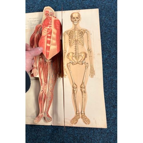 414 - A vintage anatomical chart titled 