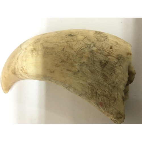 763 - A Genuine early 19th century or late 18th century carved Scrimshaw whale tooth of large size carved ... 