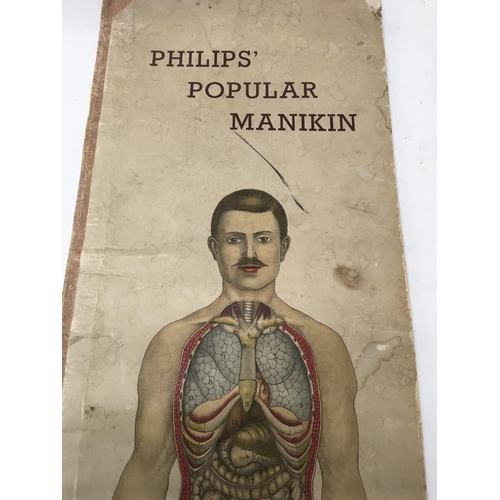 800 - A Philips popular manikin