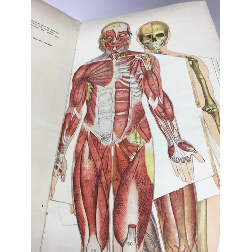 800 - A Philips popular manikin
