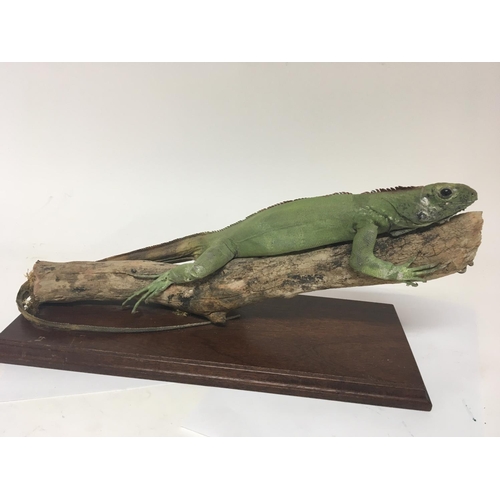 1926 - A Taxidermy model of a lizard. On a Mahogany plinth. 40cm NO RESERVE