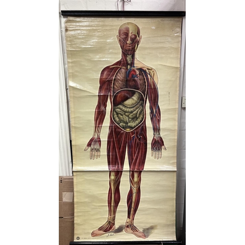 2148 - 7 Vintage Canvas St Johns Ambulance issue medical anatomy charts. Varying conditions.