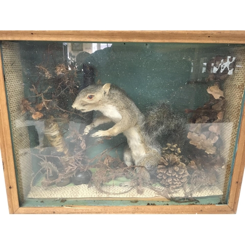 18 - A Taxidermy cased squirrel amongst foliage.postage Category D. 38x30 NO RESERVE.