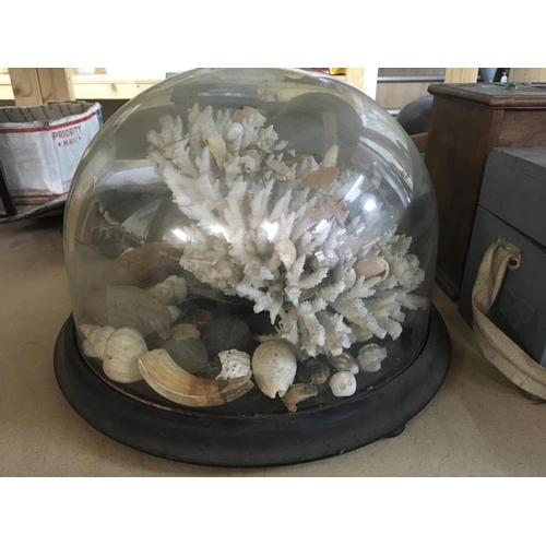 862 - A Victorian shell display under glass dome .