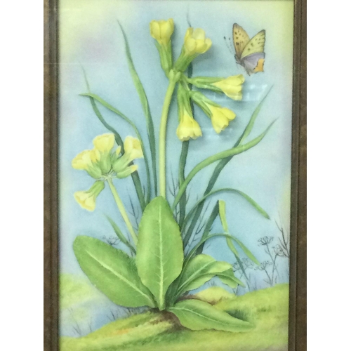 1277 - Framed limited edition Connoisseur of Malvern porcelain panel cowslips, 24x30cm