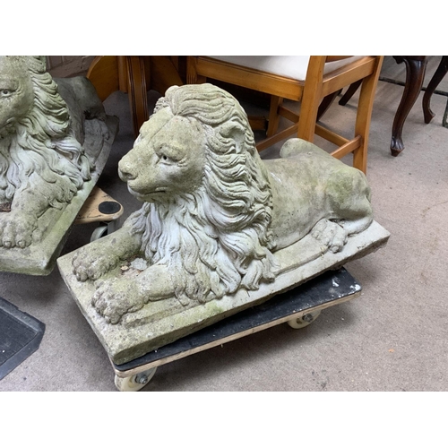 1499 - A large pair of cast concrete lion, 77cm x 50cm