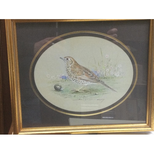 1543 - A framed and glazed watercolour of Mistle Thrush by Ray G Lewis, approx 34cm x 29cm, together with a... 