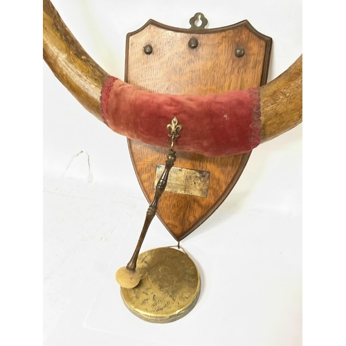 914 - Large vintage pair of cow horns mounted on shield with plaque and gong (D)