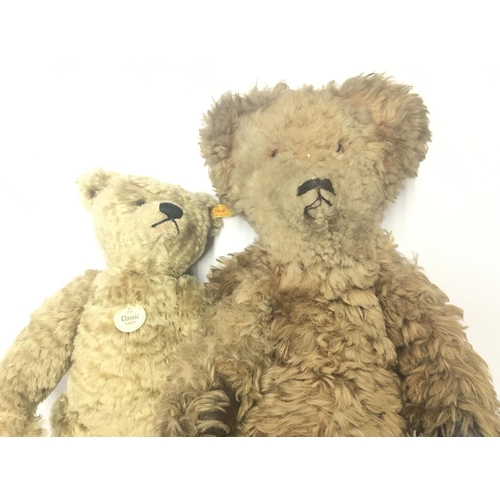 1077 - 2 X Steiff Bears. Approx height 64Cm and 39Cm.