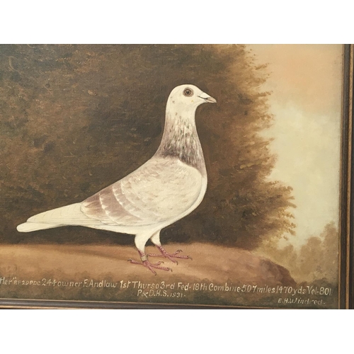 245 - A framed oil painting portrait of a successful racing pigeon The Rustler owned by F.Andlaw winner of... 