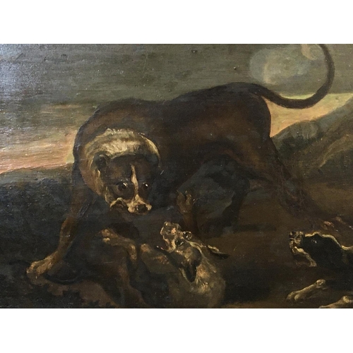 26 - A gilt framed oil painting on board of fighting dogs unsigned and unattributed. 77cmx60cm