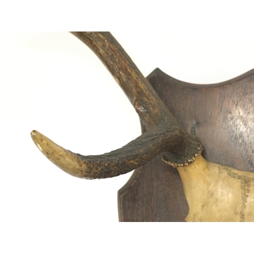 2153 - A set of antlers on a wooden shield , approximately 50cm long.