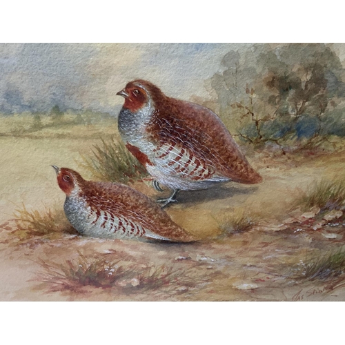 949 - A Watercolour painting of French Partridges by James Stinton 1870-1961. With frame 42cm x 41cm