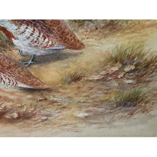 949 - A Watercolour painting of French Partridges by James Stinton 1870-1961. With frame 42cm x 41cm