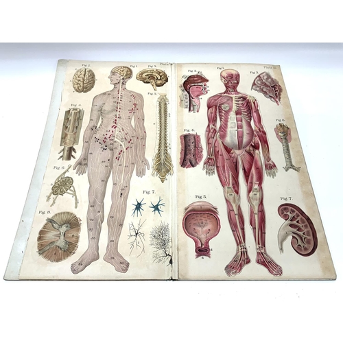 1952 - Bailliere's Popular Atlas of the Anatomy and Physiology of the Female Human Body. (B)