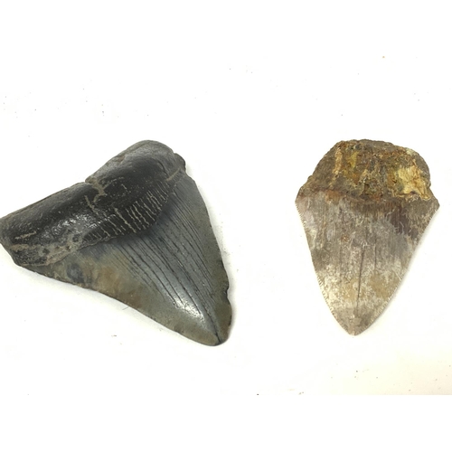 164 - A pair of interesting fossilised Megalodon teeth, postage category B