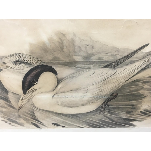 1618 - A collection of five framed watercolours and a pencil sketch study of birds including a watercolour ... 