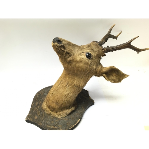 927 - Old mounted Deers head