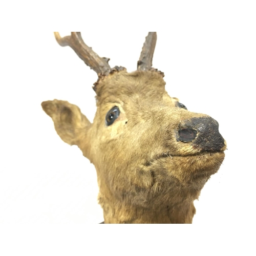 927 - Old mounted Deers head