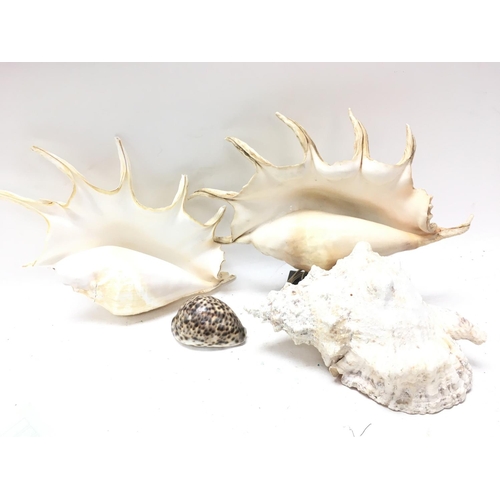 975 - A collection of Conch shells. Postage category D