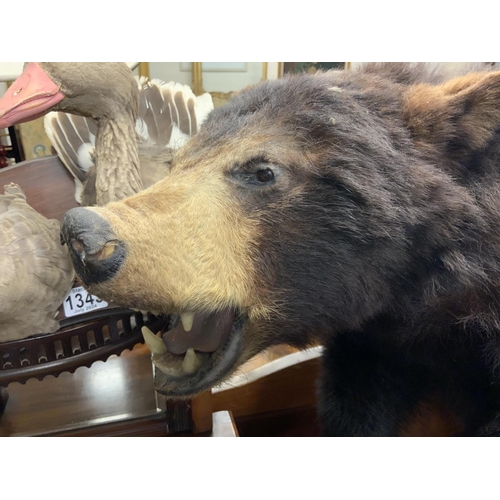 1344 - A small complete taxidermy brown bear. 55cm.