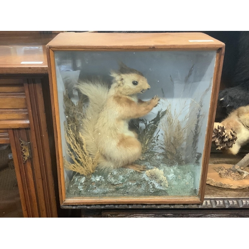 1349 - 4 Taxidermy animals including a cock pheasant, Squirell, cased Squirell, Skunk. (D)