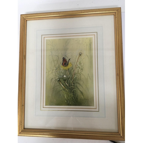 1438 - A Quality framed watercolour study of a butterfly by Sally Fleming the watercolour entitled Small To... 