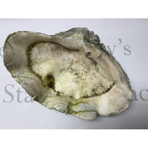 715 - A vintage giant clam shell, 36cm x 25cm. (D) NO RESERV