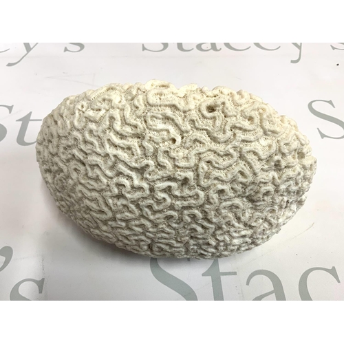 2017 - A small coral brain, 22cm x 14cm (D) NO RESERVE