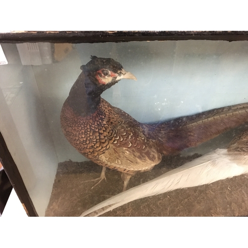 334 - A cased taxidermy of two pheasants including a white example. Total dimensions approx 69cm x 44cm