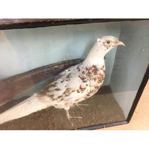 334 - A cased taxidermy of two pheasants including a white example. Total dimensions approx 69cm x 44cm