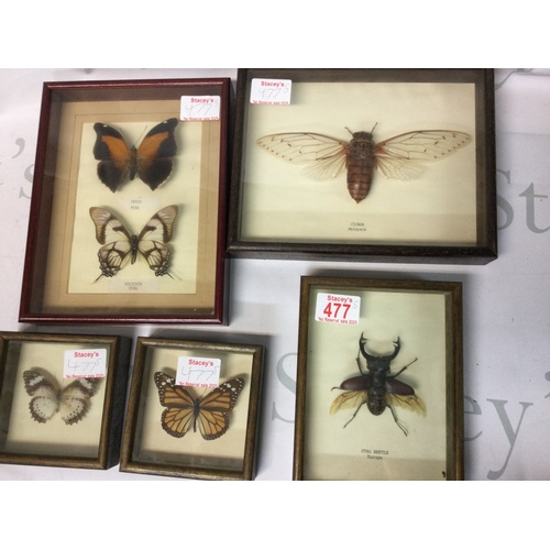 477 - A collection of cased Stag beetles from Europe, a Cicada from Malaysia and butterflies from Peru.