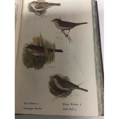 1738 - A leather bound book British Birds in there Haunts by the late Rev C Johns eighth edition with numer... 