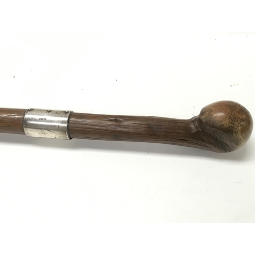 1979 - A walking stick with silver collar. 86cm tall.