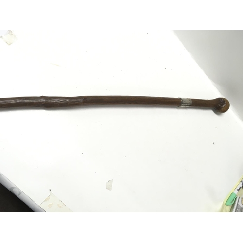 1979 - A walking stick with silver collar. 86cm tall.