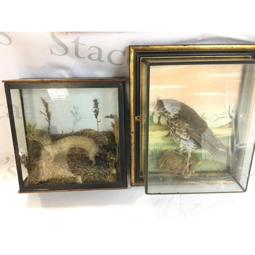 1991 - A framed taxidermy thrush and a framed stoat.