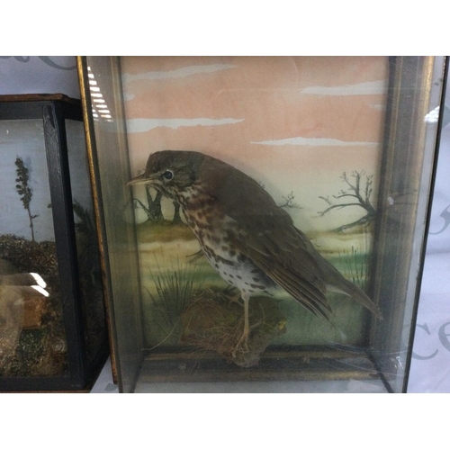 1991 - A framed taxidermy thrush and a framed stoat.
