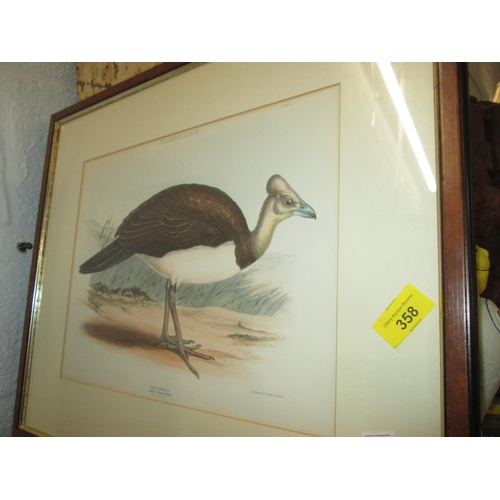 358 - 3 x vintage prints of birds in mahogany frames