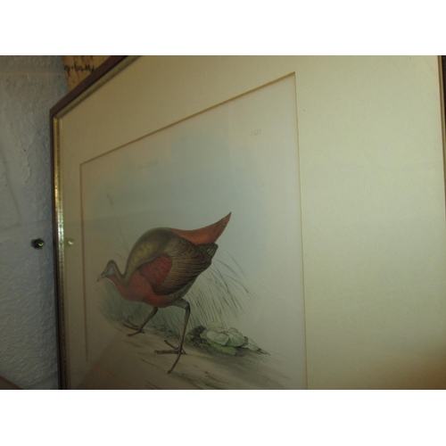 358 - 3 x vintage prints of birds in mahogany frames