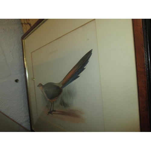 358 - 3 x vintage prints of birds in mahogany frames