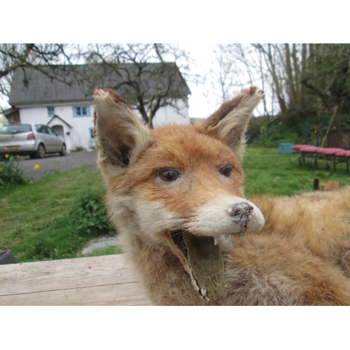 363 - Early 20th century stuffed fox, taxidermy interest