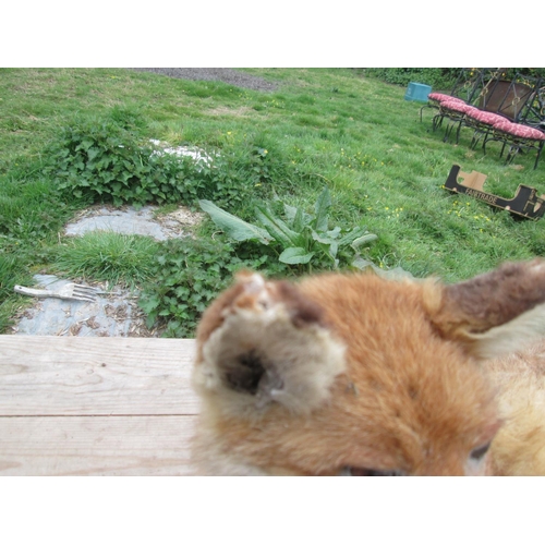 363 - Early 20th century stuffed fox, taxidermy interest