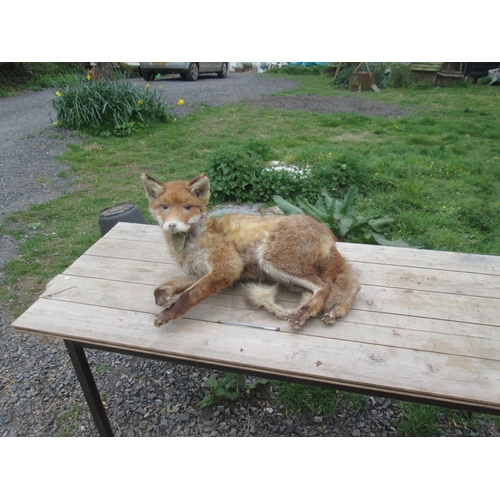 363 - Early 20th century stuffed fox, taxidermy interest