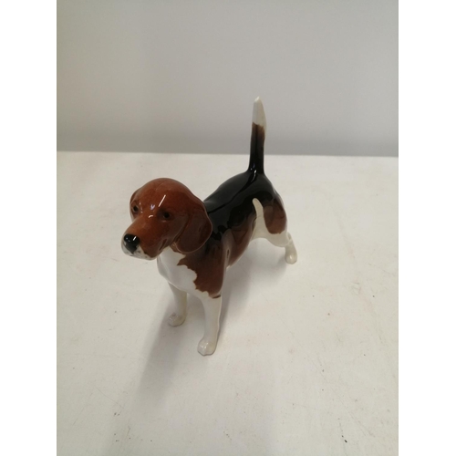 151 - Beswick figure of a dog : Gloss Glaze Beagle 5 