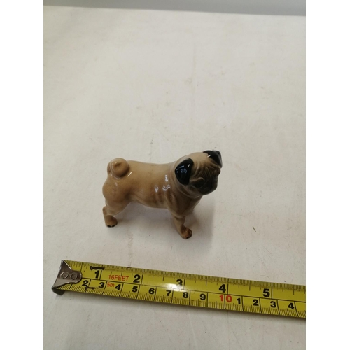 171 - Beswick figure of a dog : Pug , gloss glaze in good order