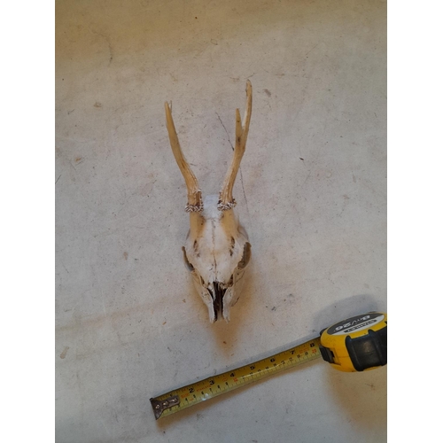 148 - Roe deer skull with antlers