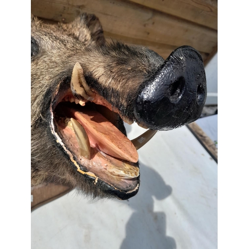 639 - Taxidermy interest :  Vintage well stuffed large boars head mounted on oak plaque