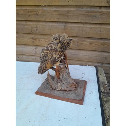 209 - Taxidermy interest : slightly dishevelled stuffed tawny owl