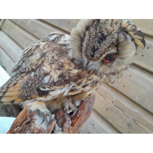 209 - Taxidermy interest : slightly dishevelled stuffed tawny owl